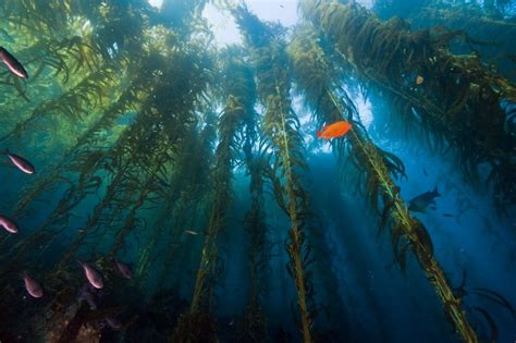 Exploring the Magical Flora of Santa Cruz's Coastal Waters